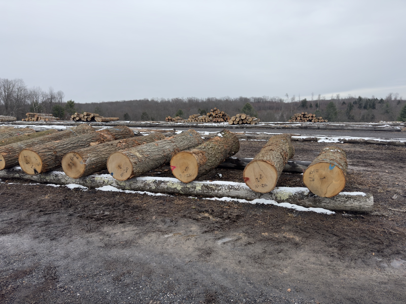 Red oak veneer logs at U.S. yard 美国红橡刨切原木堆场